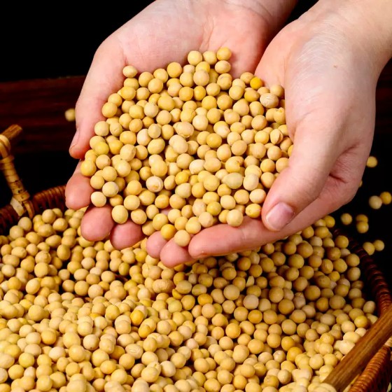 山东农家黄豆新货非转基因高蛋白打豆浆专用颗粒饱满五谷杂粮