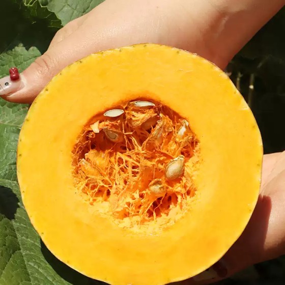 滇鲜生农家老南瓜包邮云南食材正宗新鲜香甜软糯蜜本高原南瓜