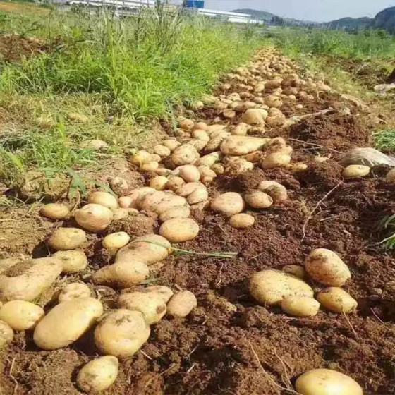 黄心土豆新鲜洋芋贵州特产威宁米拉高山老品种黄皮马铃薯